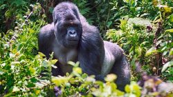 Book a Rwanda gorilla trek tour