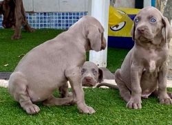 Weimaraner Puppies for Sale in Imphal