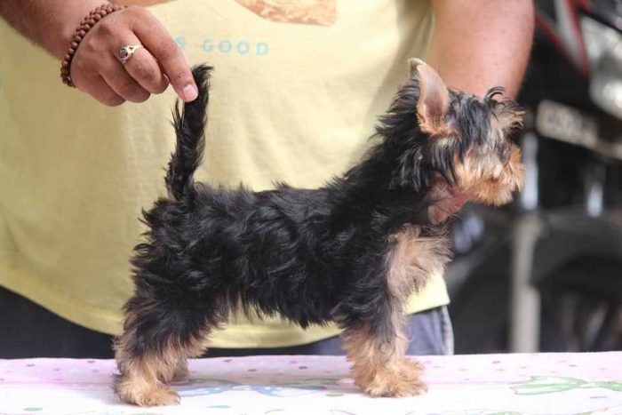 Yorkshire Terrier Puppies for Sale in Imphal