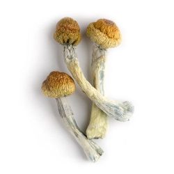 How to Buy Mushrooms Online Safely