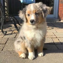 Australian Shepherd Puppies For Sale In Meerut