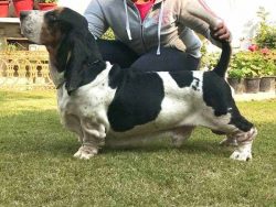 Basset Hound Puppies For Sale In Meerut