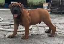 Boerboel Puppies for Sale in Imphal