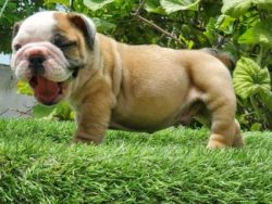 British Bulldog Puppies For Sale In Meerut