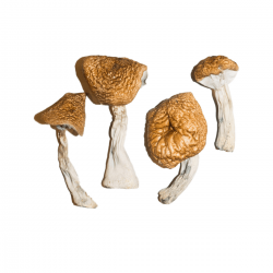 7 Tips for Buying Shrooms Online