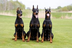 Doberman Pinscher Puppies For Sale In Meerut