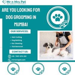 Exclusive Dog Grooming at Home in Mumbai