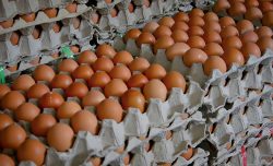 Choose the Best Eggs Distributor in Singapore