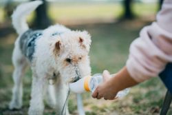 Fox Terrier Wire Puppies For Sale In Meerut