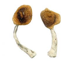 Your Go-To Guide for Legal and Ethical Shroom Purchases