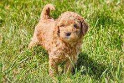 Goldendoodle Puppies for Sale in Meerut