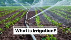 Top Irrigation Techniques in India