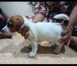 Jack Russell Terrier Puppies For Sale In Meerut