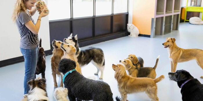 Premium Care and Fun at Lakeview Dog Daycare