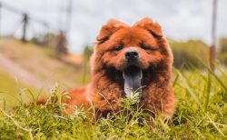 Adorable Chow Chow Puppies for Sale in Delhi – Find Your Furry Friend!