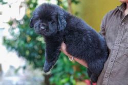 Newfoundland Puppies For Sale In Meerut