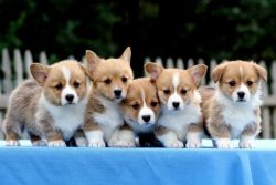 Pembroke Welsh Corgi Puppies for Sale in Meerut