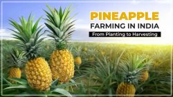 Pineapple Cultivation in India