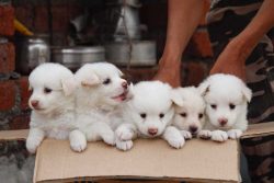 Pomeranian Puppies For Sale In Meerut