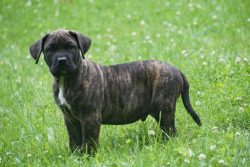 Presa Canario Puppies For Sale In Meerut