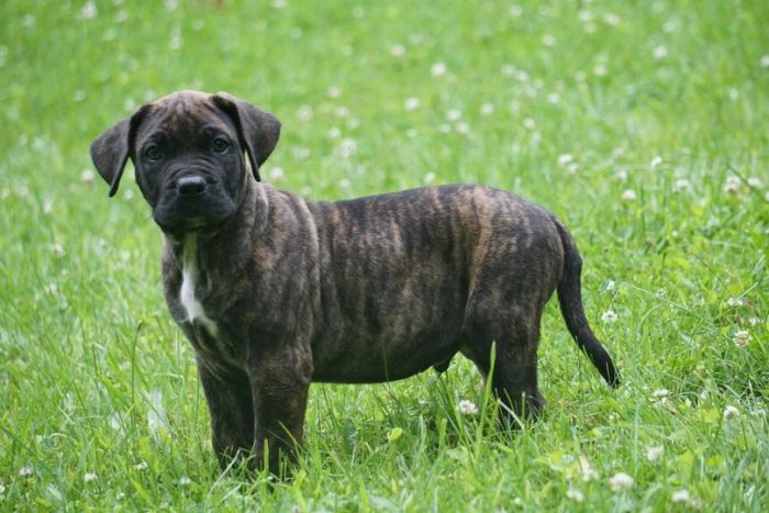 Presa Canario Puppies For Sale In Meerut