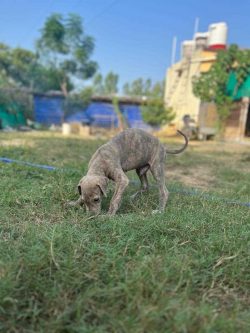 Rampur Hound Puppies For Sale In Meerut