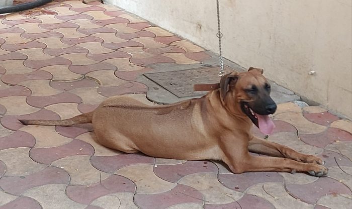 Rhodesian ridgeback Puppies For Sale In Meerut