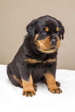 Healthy, Playful Rottweiler Puppies for Sale in Mumbai!