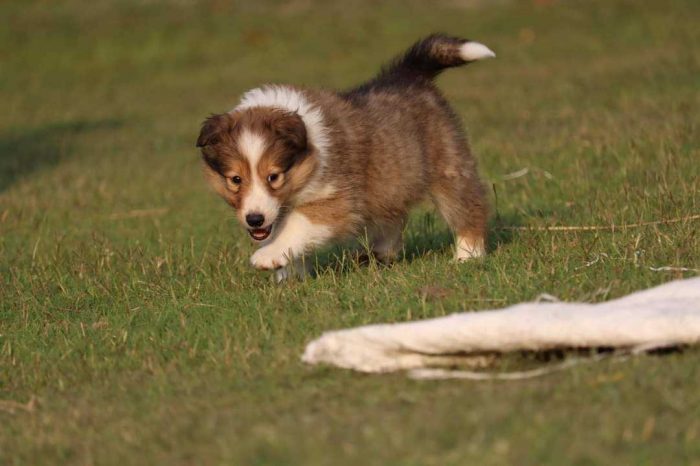 Rough Collie Puppies For Sale In Meerut