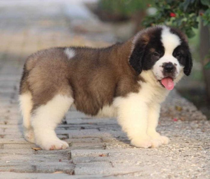 Saint Bernard Puppies For Sale In Meerut