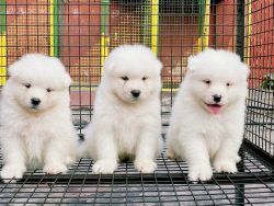 Samoyed Puppies for Sale in Meerut