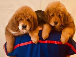 Tibetan Mastiff Puppies For Sale In Meerut