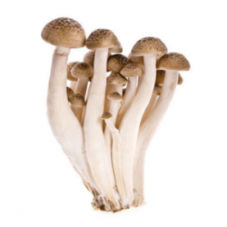 How Do I Know If the Mushrooms I Buy Are Fresh?