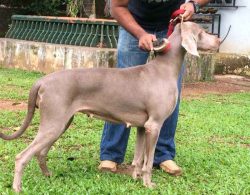 Weimaraner Puppies For Sale In Meerut