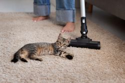 Pet Stain Removal Sydney – CleanDry 1st Choice Experts