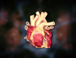 Aortic Aneurysm Repair Cost in India: Affordable Treatment Options | HOSPIDIO