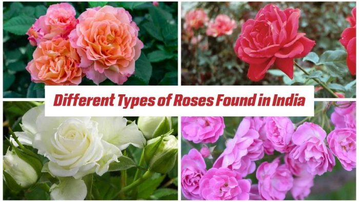 Roses Varieties in India