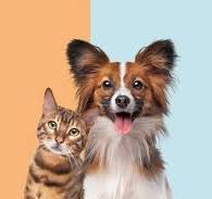 Top Interactive Pet Toys to Keep Your Furry Friends Entertained