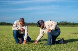 Star Turf Farms: Your Go-To for Healthy, Green Lawns