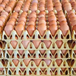 Trusted Egg Suppliers in Singapore for Fresh, Quality Eggs