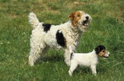 Fox Terrier Wire Puppies For Sale In Dehradun