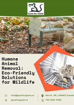 Humane Animal Removal: Eco-Friendly Solutions for Wildlife