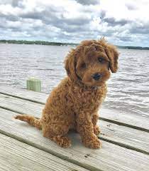 Labradoodle Puppies For Sale In Dehradun