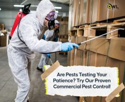 Pest Control Services Dublin by Professionals