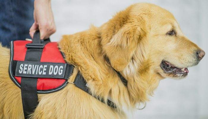 ? Canine Counselors: Your Trusted K9 Training Specialists in Miami! ?