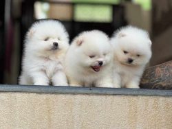 Toy Pom Puppies For Sale In Dehradun