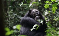 Book an Uganda wildlife safari