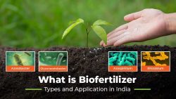 Advantages of Biofertilizers