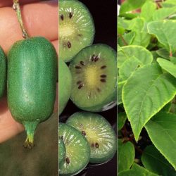 Preserve Nature’s Heritage with Heirloom Organic Seeds