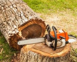 Get Expert Tree Removal Service in Johannesburg